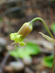 Anticlea occidentalis