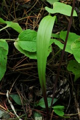 Anticlea occidentalis