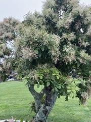 Alectryon excelsus