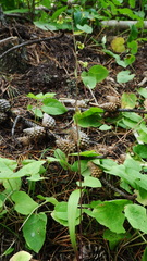 Anticlea occidentalis