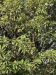 Elaeocarpus dentatus