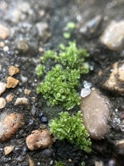 Sphaerocarpos michelii