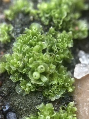 Sphaerocarpos michelii