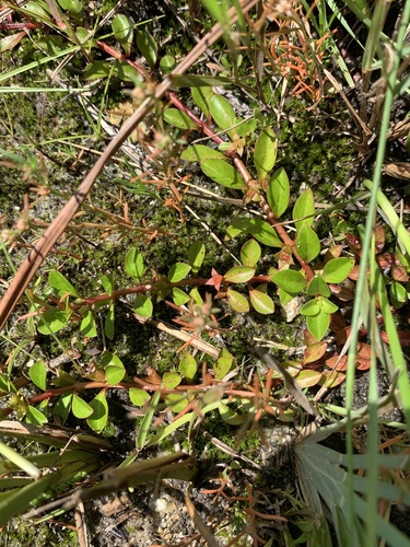 Ludwigia X lacustris