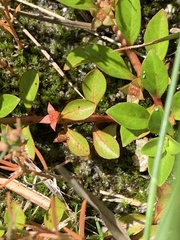 Ludwigia × lacustris