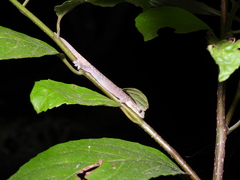 Hemiphyllodactylus typus