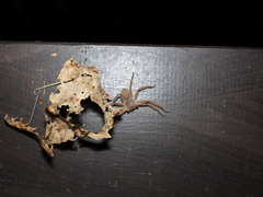 Heteropoda pingtungensis