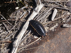 Polyzosteria limbata