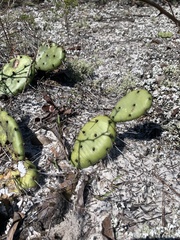 Opuntia mesacantha