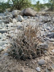 Ancistrocactus scheeri