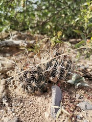 Ancistrocactus scheeri