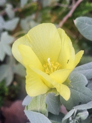 Gossypium tomentosum