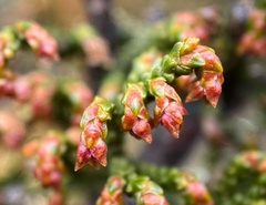 Pherosphaera hookeriana