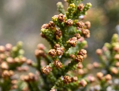 Pherosphaera hookeriana