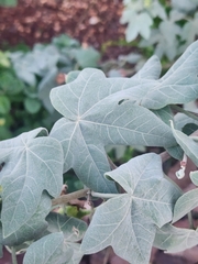 Gossypium tomentosum