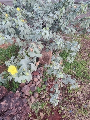 Gossypium tomentosum