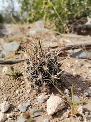 Ancistrocactus scheeri