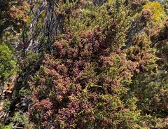 Pherosphaera hookeriana