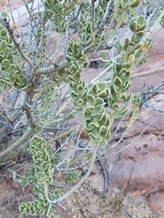 Mortonia utahensis