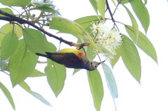 Aethopyga gouldiae