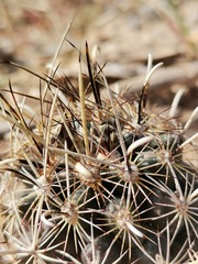 Ancistrocactus scheeri