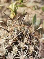 Ancistrocactus scheeri