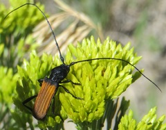Tragidion coquus