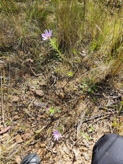 Olearia tenuifolia