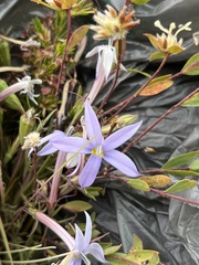Lithotoma axillaris