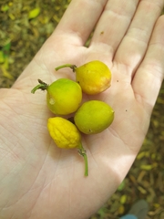 Passiflora tetrandra
