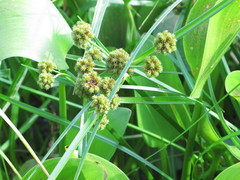 Cyperus blepharoleptos
