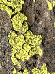 Acarosporaceae
