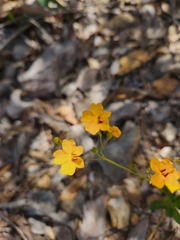 Goodenia trinervis