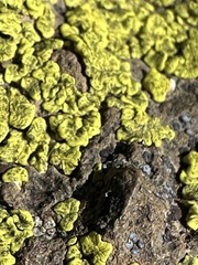 Acarosporaceae