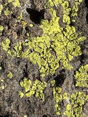 Acarosporaceae