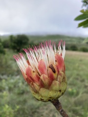 Protea caffra caffra