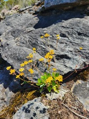 Goodenia trinervis