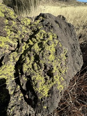 Acarosporaceae