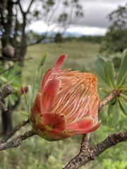 Protea caffra caffra