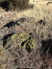 Acarosporaceae