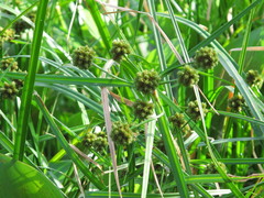 Cyperus blepharoleptos