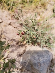 Thamnosma texana