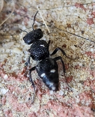 Ephutomorpha macracantha