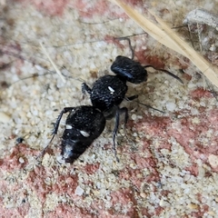 Ephutomorpha macracantha