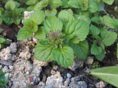 Clinopodium gracile
