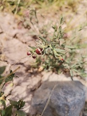 Thamnosma texana
