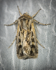 Euxoa auxiliaris