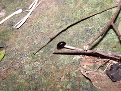 Perisphaerus pygmaeus