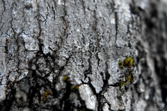 Caliciaceae