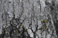 Caliciaceae